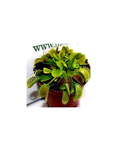 Pianta Carnivora Dionaea