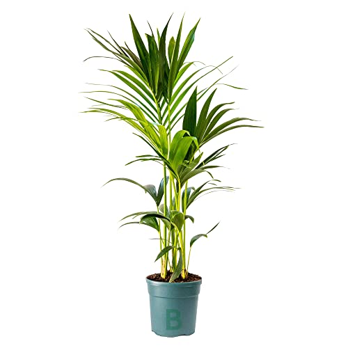 Bonplants Kentia, Palma Vera Tropicale, Howea Forsteriana, Vaso 18, h 105 cm