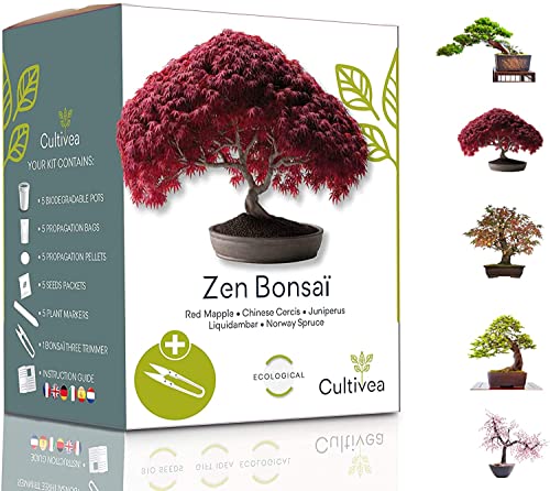 CULTIVEA Mini - 5 Bonsai Ready-to-Grow Kit - Semi di qualità - Giardino e decorazione - Idea regalo (Mela rossa, Cercis cinese, Cornus Kousa, Albizia, Abete rosso)